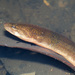 Asian Swamp Eel - Photo (c) budak, some rights reserved (CC BY-NC), uploaded by budak