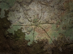 Tamopsis tweedensis