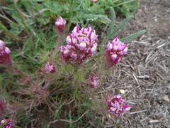 Castilleja exserta latifolia