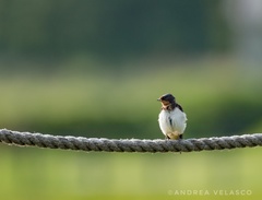 Hirundo rustica