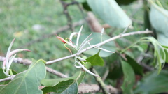 Dendrophthoe curvata