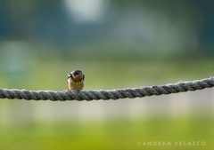Hirundo rustica