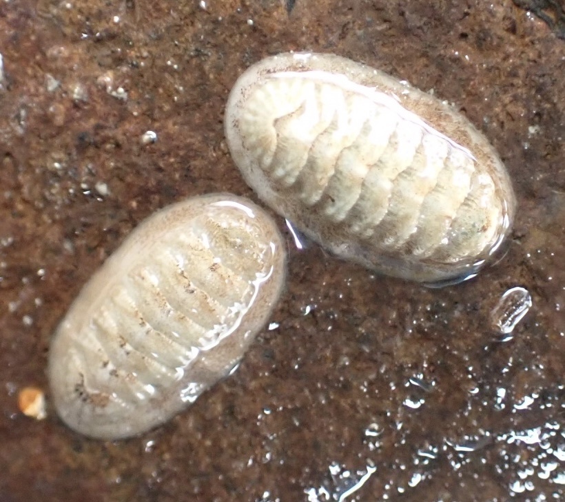 Callistochiton pulchrior