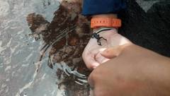 Oreophrynella quelchii