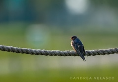 Hirundo rustica