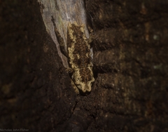 Poropterus angustatus
