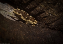 Poropterus angustatus