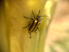 Lema daturaphila