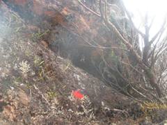 Orchidioides