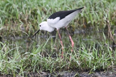 Himantopus himantopus