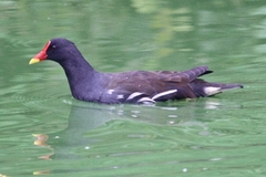Gallinula chloropus