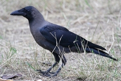 Corvus splendens