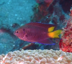 Neopomacentrus violascens