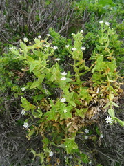Stellaria littoralis