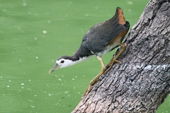 Amaurornis phoenicurus