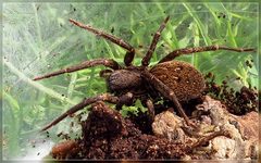 Uliodon albopunctatus