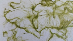 Rhizoclonium tortuosum