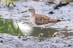 Tringa glareola