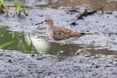 Tringa glareola