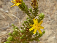 Deinandra minthornii