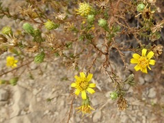 Deinandra minthornii