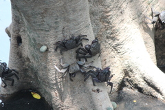 Episesarma versicolor