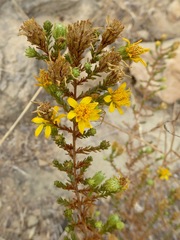 Deinandra minthornii