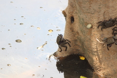 Episesarma versicolor