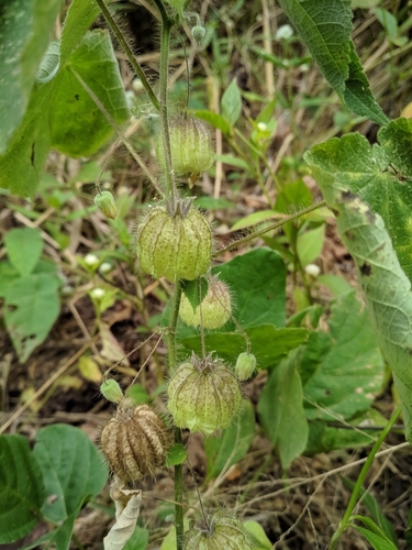Herissantia tiubae