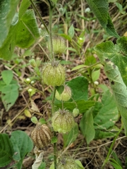 Herissantia tiubae