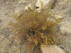 Deinandra minthornii