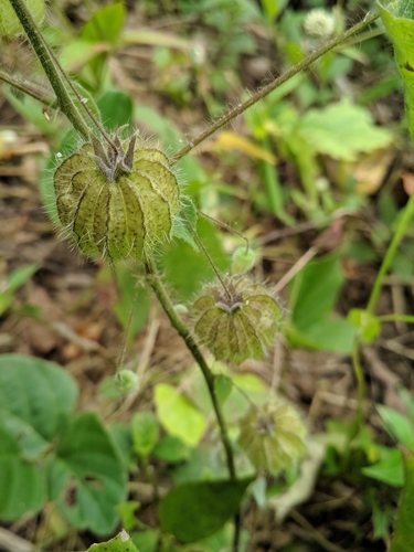Herissantia tiubae, photograph 1