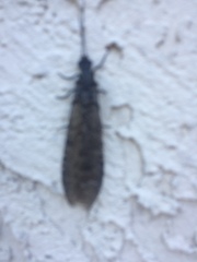 Protochauliodes spenceri