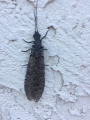 Protochauliodes spenceri