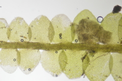Jungermannia atrovirens