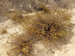 Deinandra minthornii