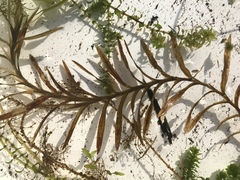 Potamogeton robbinsii