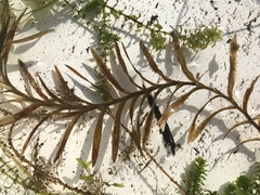 Potamogeton robbinsii