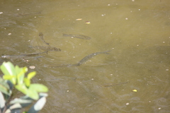 Planiliza subviridis