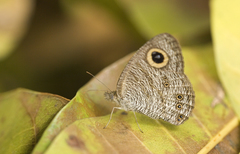 Ypthima horsfieldii humei