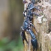 Giant Blue Scorpion - Photo (c) timboucher, some rights reserved (CC BY-NC)