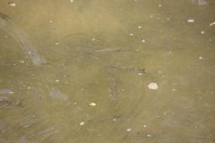 Planiliza subviridis