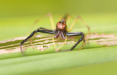 Viciria pavesii