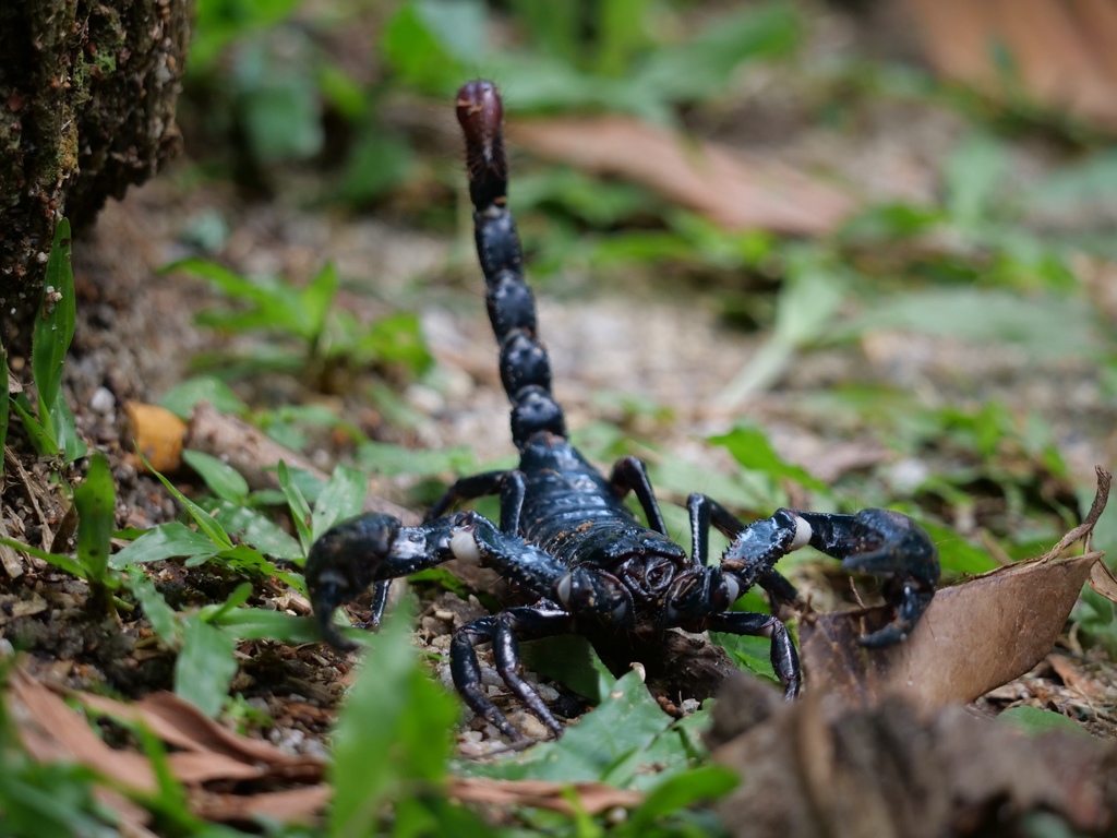 Scorpion forestier asiatique (Heterometrus spinifer (Ehrenberg, 1828))