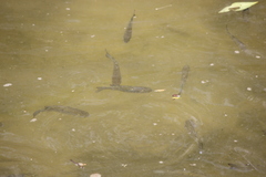 Planiliza subviridis