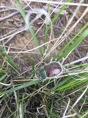 Paracotalpa granicollis