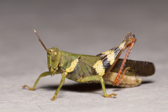 Apalacris varicornis
