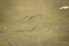 Planiliza subviridis