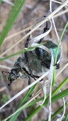 Paracotalpa granicollis