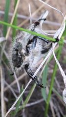 Paracotalpa granicollis